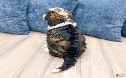 Mini Bernedoodle dogs for sale: Blaze - Image 9