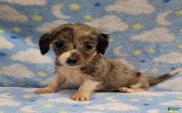 Miniature Dachshund dogs for sale: Sky - Image 4