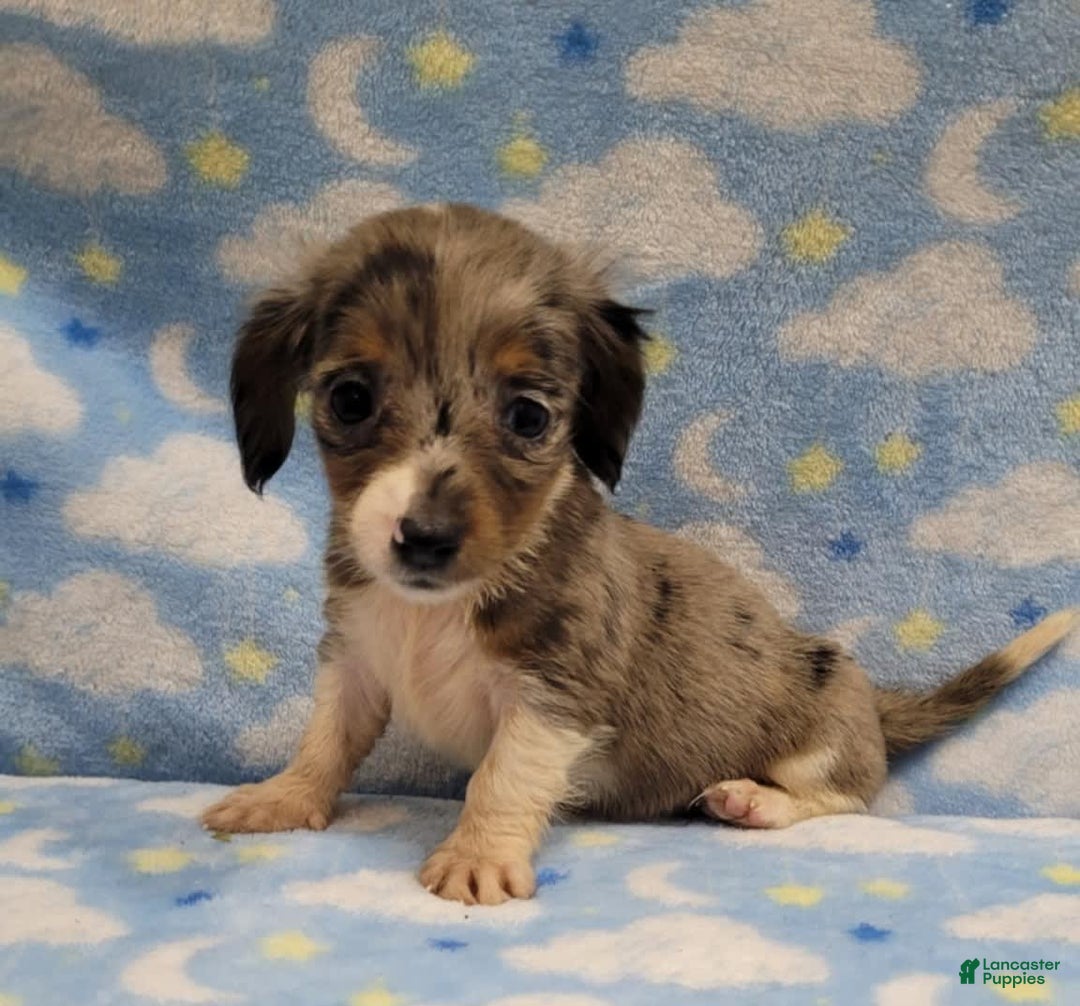 Miniature Dachshund dogs for sale: Sky - Image 4