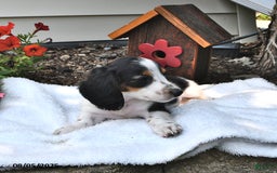 Miniature Dachshund dogs for sale: Mason - Image 4