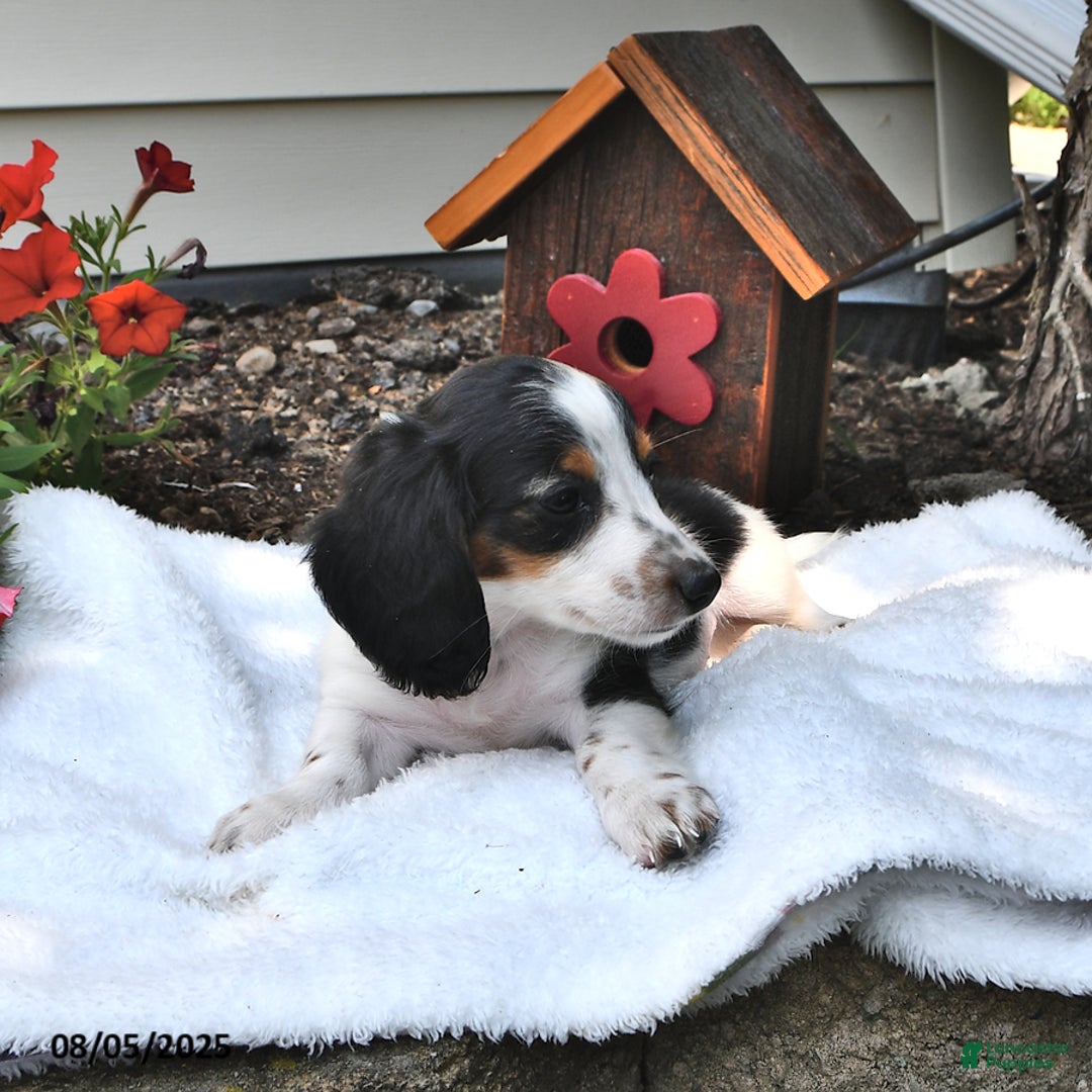 Miniature Dachshund dogs for sale: Mason - Image 4