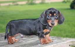 Miniature Dachshund dogs for sale: Chief - Image 3