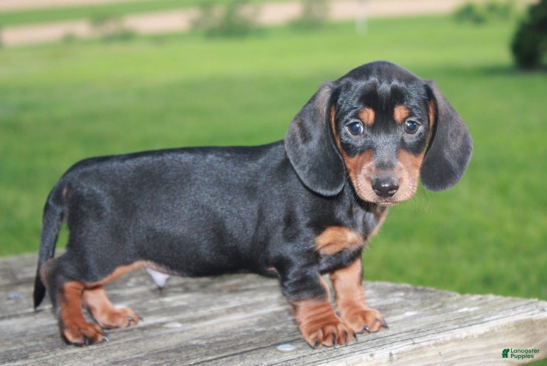 Miniature Dachshund dogs for sale: Chief - Image 3