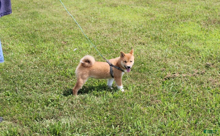 Shiba Inu dogs for sale - Ad 2