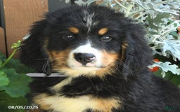 Bernese Mountain Dog dogs for sale: Meadow - Image 3