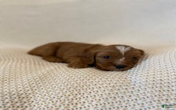Cavapoo dogs for sale: Maverick - Image 10