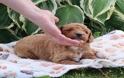 Mini Goldendoodle dogs for sale: Vinson - Image 5