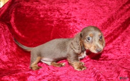 Miniature Dachshund dogs for sale: Bingo - Image 2