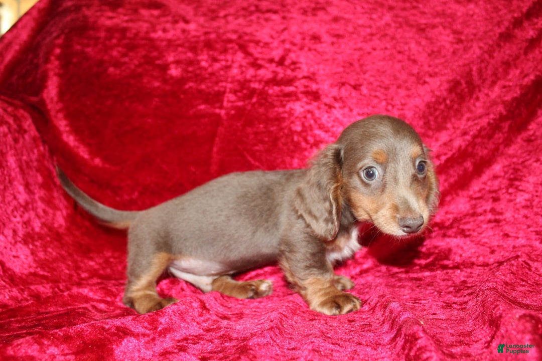 Miniature Dachshund dogs for sale: Bingo - Image 2