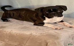 Boston Terrier dogs for sale: Winston - Image 8