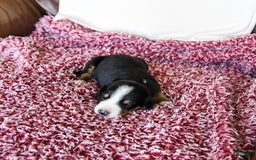 Greater Swiss Mountain Dog dogs for sale: Harvey - Image 6