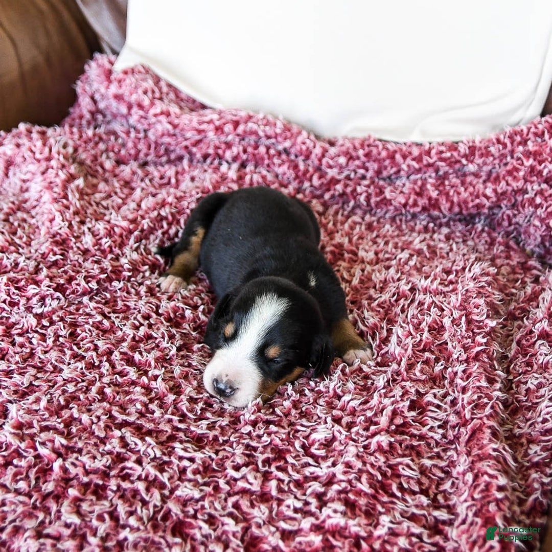 Greater Swiss Mountain Dog dogs for sale: Harvey - Image 6