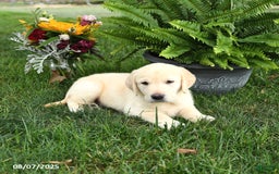 Goldador dogs for sale: Skipper - Image 4