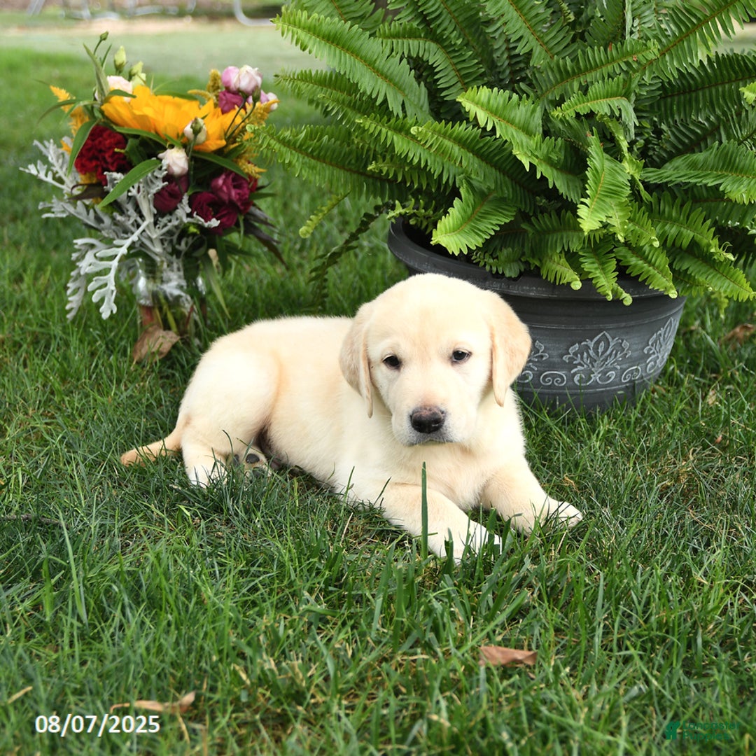 Goldador dogs for sale: Skipper - Image 4