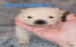 Chow Chow dogs for sale: Haymitch - Image 1
