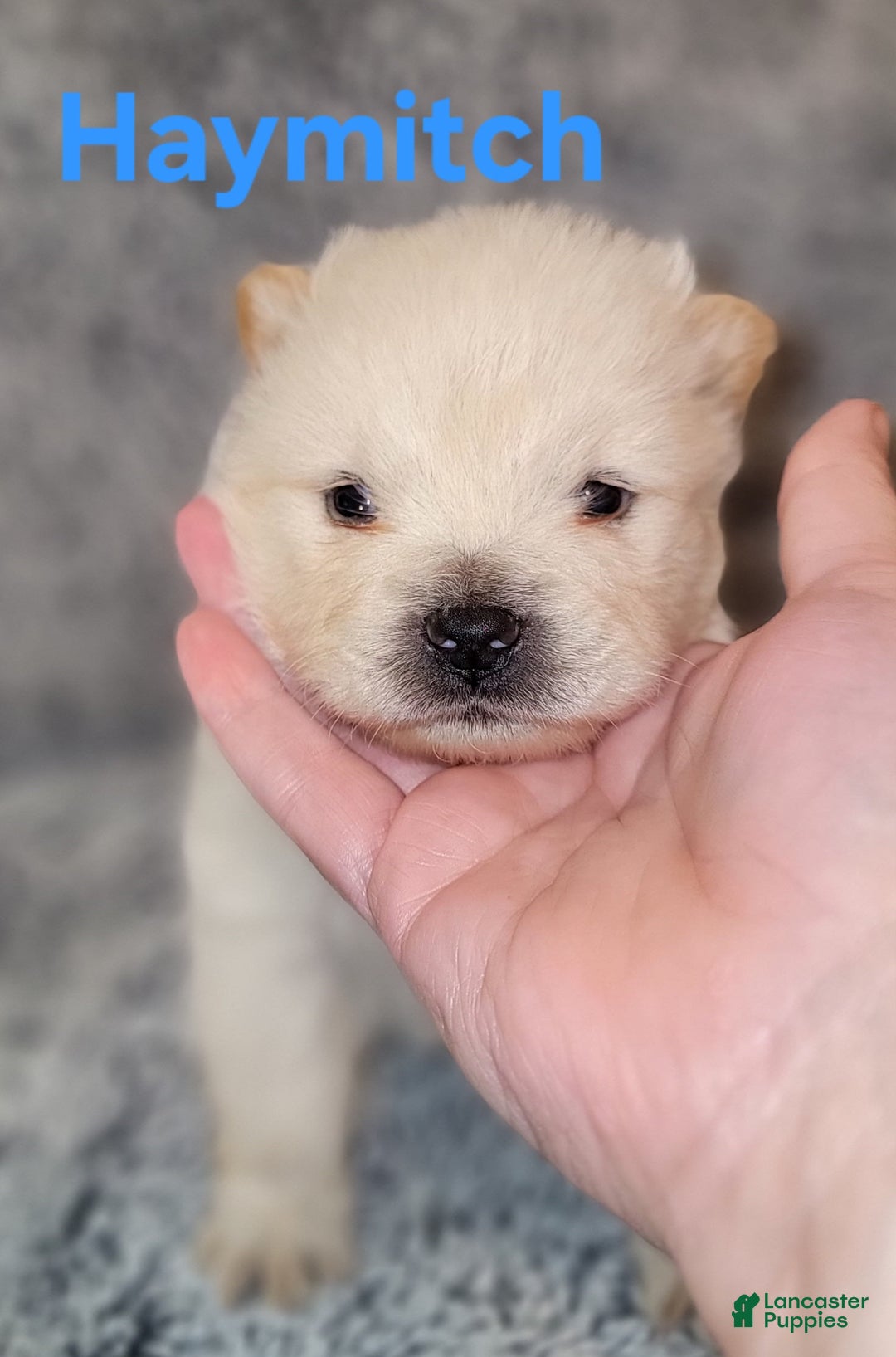 Chow Chow dogs for sale: Haymitch - Image 1
