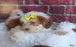 Cavachon dogs for sale: ECHO - Image 9