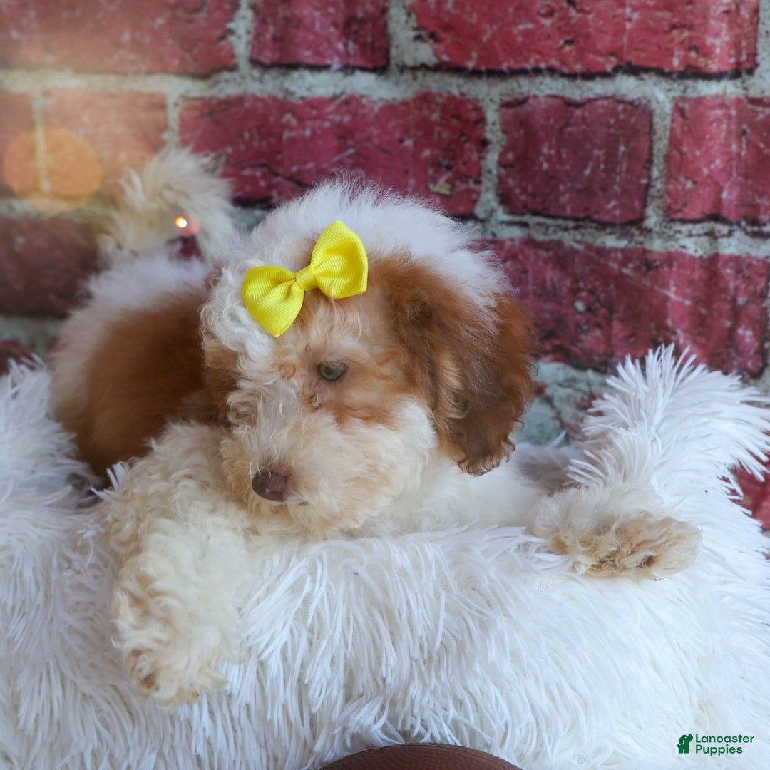 Cavachon dogs for sale: ECHO - Image 9