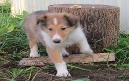 Collie dogs for sale: Ava - Image 1