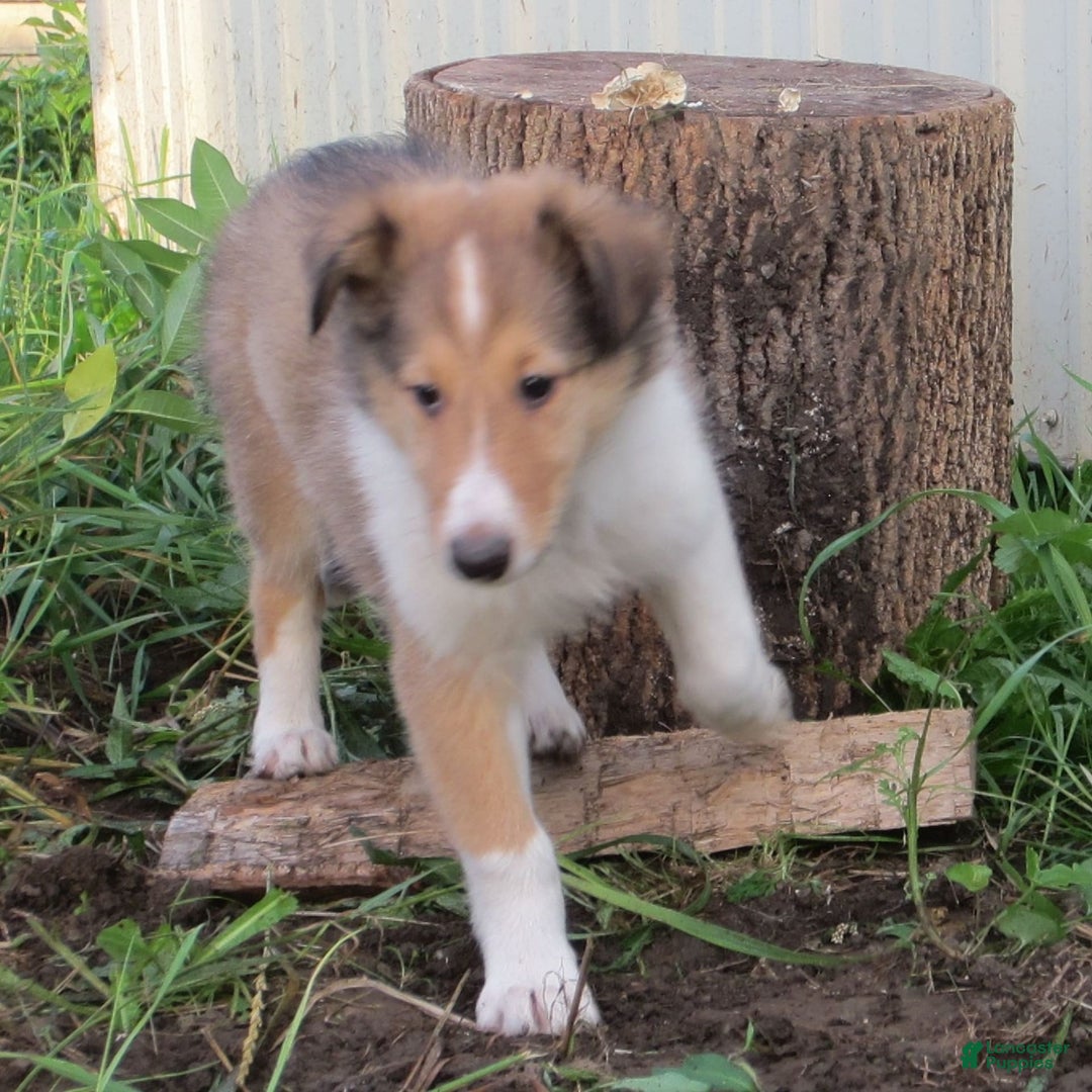 Collie dogs for sale: Ava - Image 1