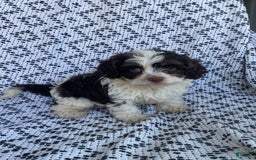 Cockapoo dogs for sale: Teddy - Image 7