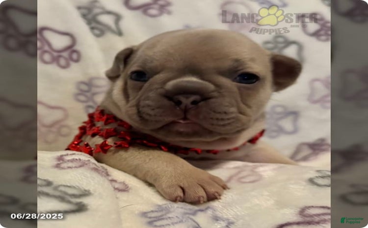 French Bulldog dogs for sale - Ad 5