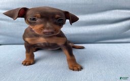 Miniature Pinscher dogs for sale: Ophelia - Image 2