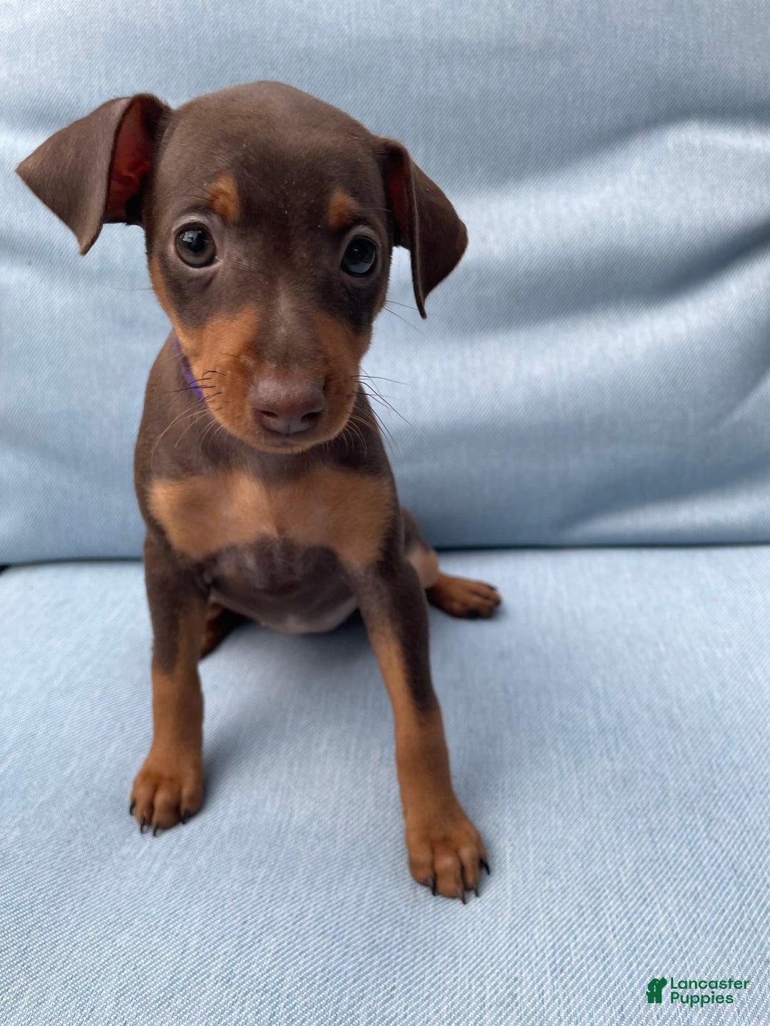 Miniature Pinscher dogs for sale: Ophelia - Image 2