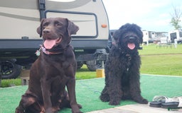 Labradoodle dogs for sale: Ruby - Image 16