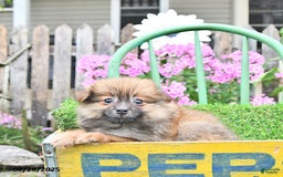Pomeranian dogs for sale: Farra - Image 7