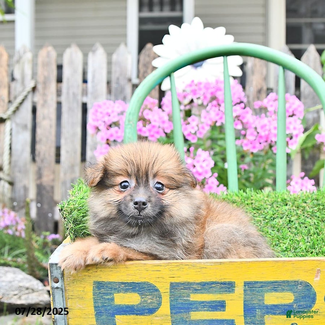 Pomeranian dogs for sale: Farra - Image 7