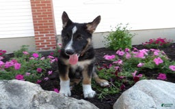 German Shepherd dogs for sale: Ranger - Image 2