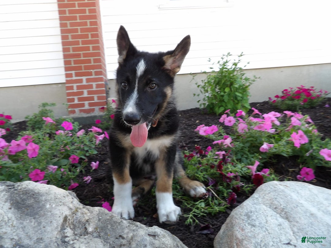 German Shepherd dogs for sale: Ranger - Image 2