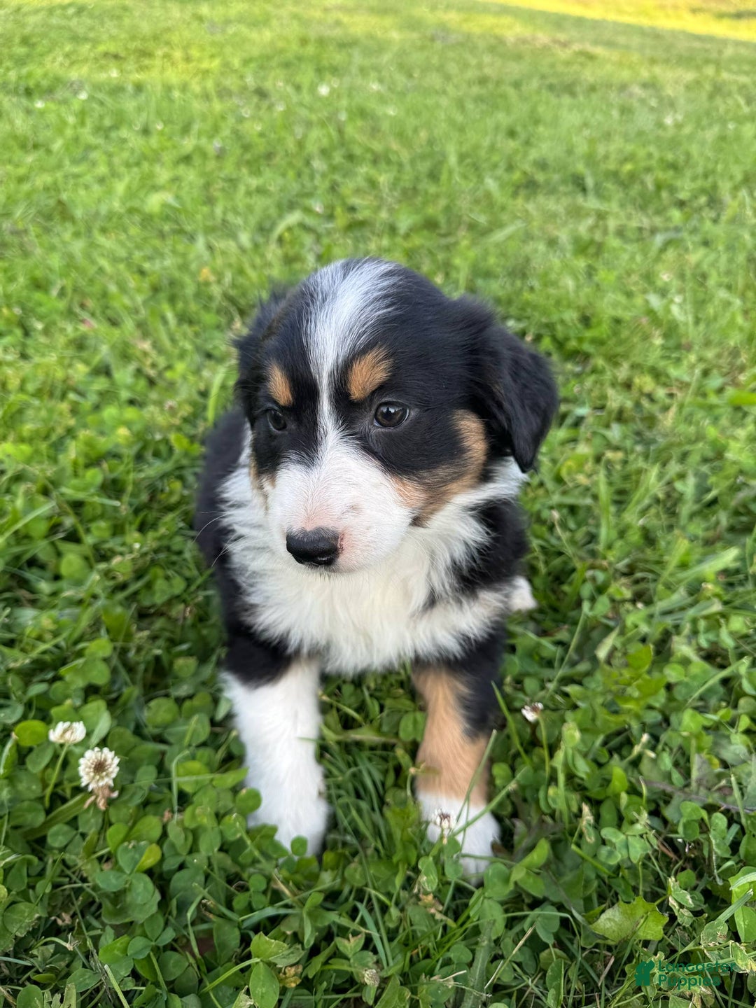 Australian Shepherd dogs for sale: Ahsoko - Image 1