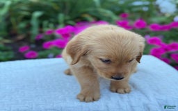Golden Retriever dogs for sale: Teddy - Image 4