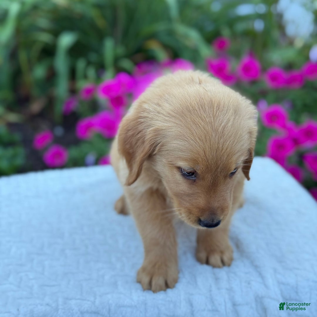 Golden Retriever dogs for sale: Teddy - Image 4