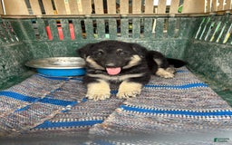 German Shepherd dogs for sale: Lobo - Image 3