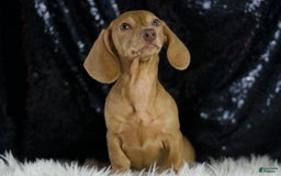Miniature Dachshund dogs for sale: Greta - Image 5