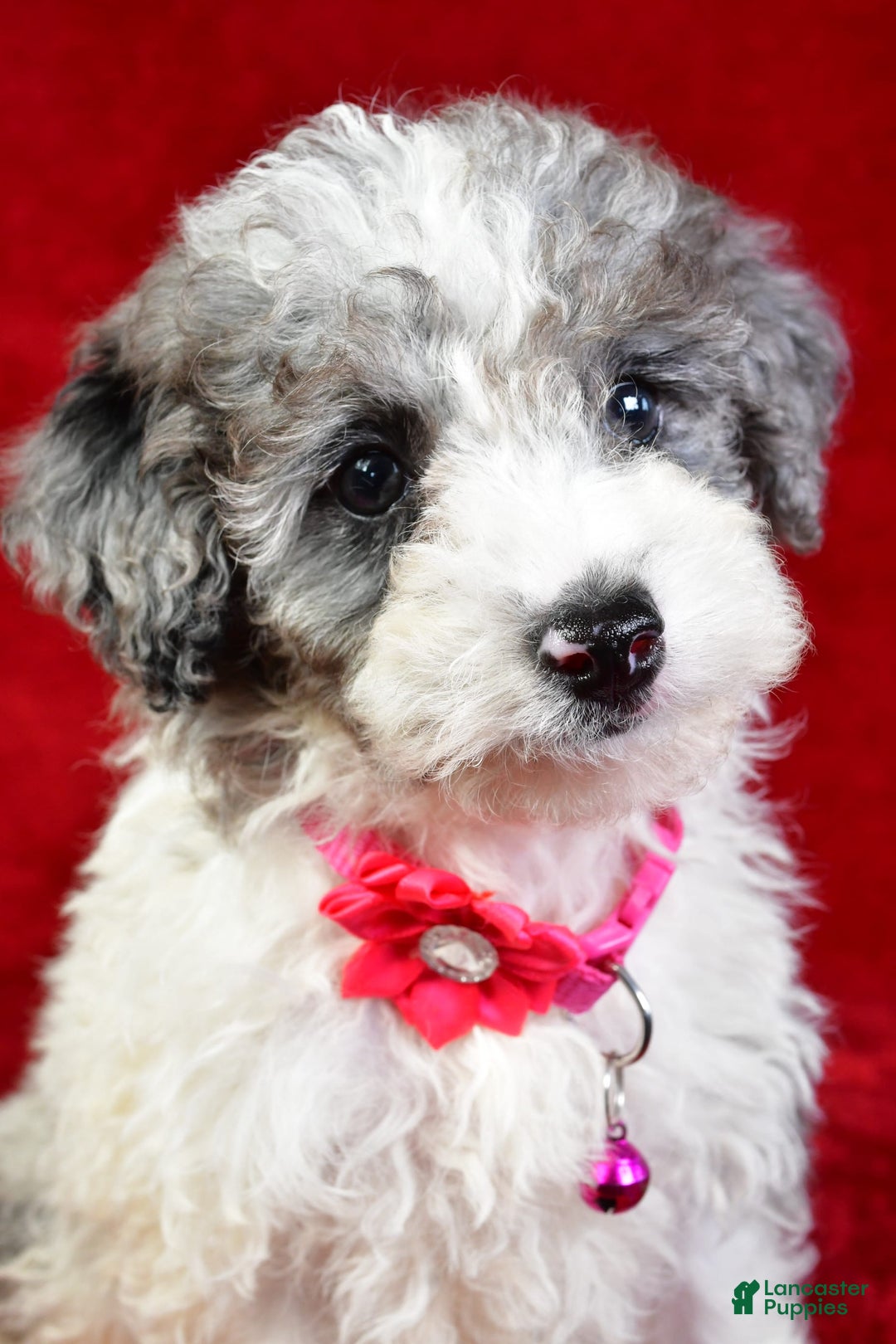 Miniature Poodle dogs for sale: Lola - Image 9