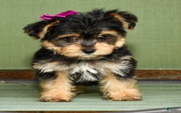 Yochon dogs for sale: York-Chon 5 puppies - Image 7