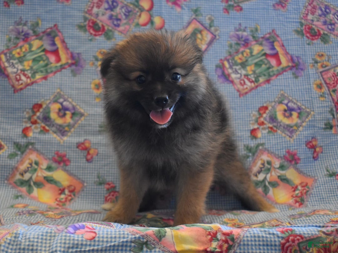 Pomeranian dogs for sale: Kelly - Image 2