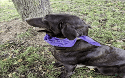 Labradoodle dogs for sale: Aspen Fern - Image 8