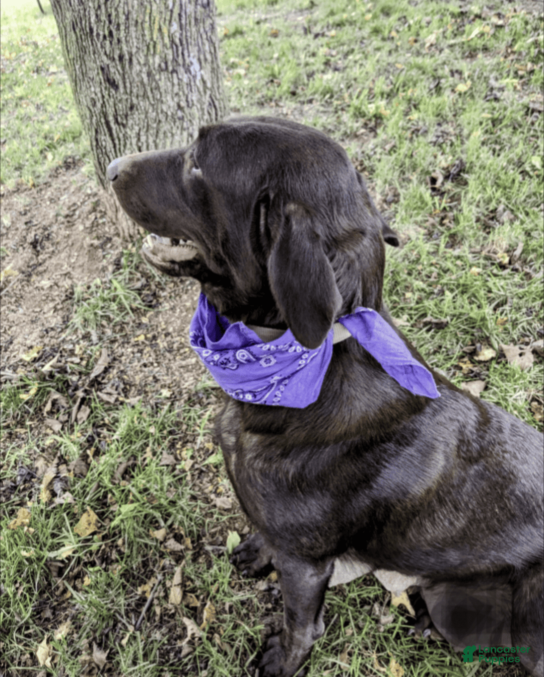 Labradoodle dogs for sale: Aspen Fern - Image 8