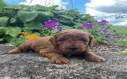  dogs for sale: Finn - Image 3