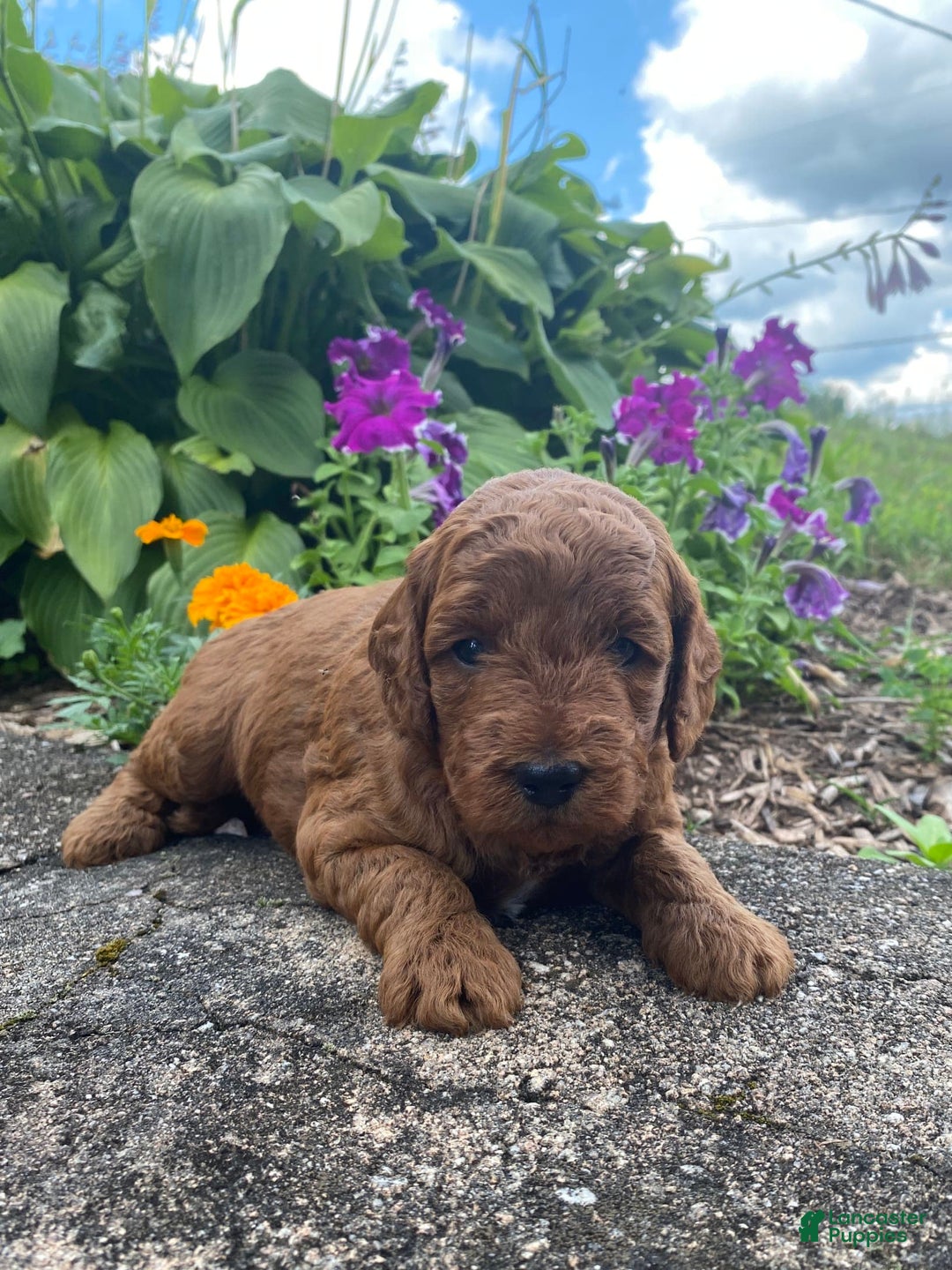  dogs for sale: Finn - Image 3