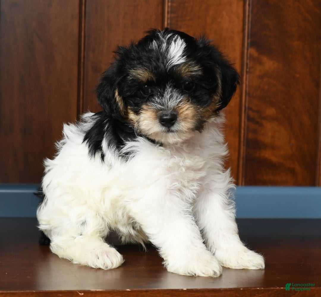 Yorkiepoo dogs for sale: Brent - Image 9