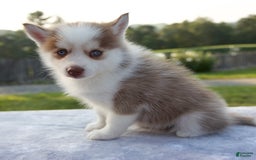 Pomsky dogs for sale: Patience - Image 1