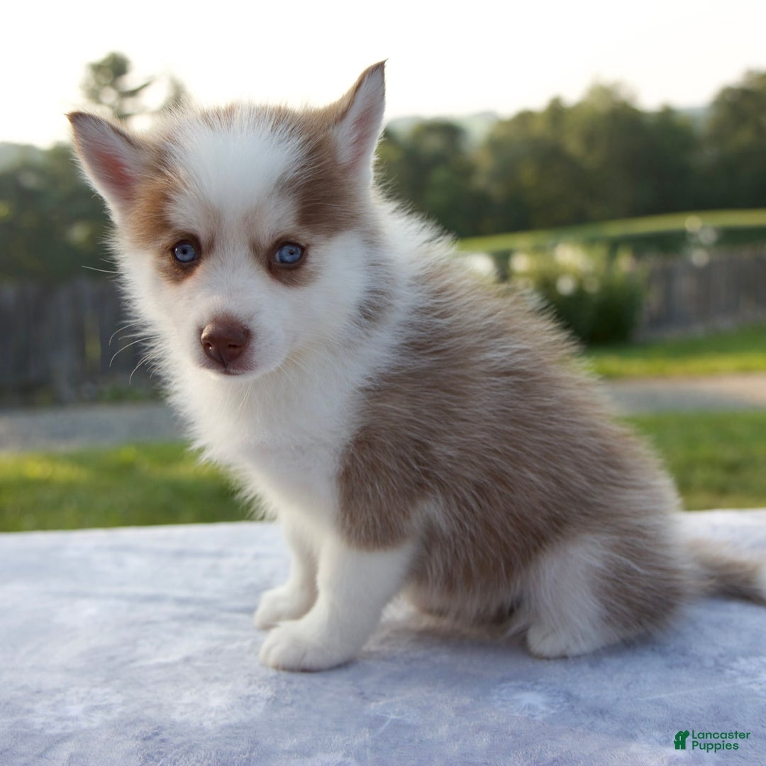 Pomsky dogs for sale: Patience - Image 1