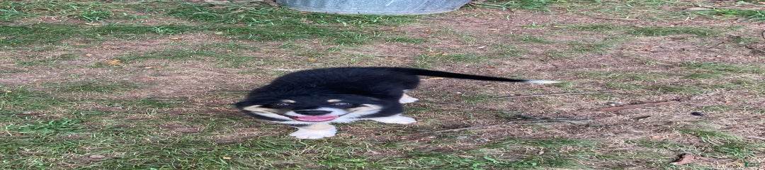 Tango