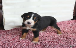 Greater Swiss Mountain Dog dogs for sale: Charlotte - Image 3